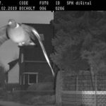 excès de vitesse d'un pigeon en Allemagne