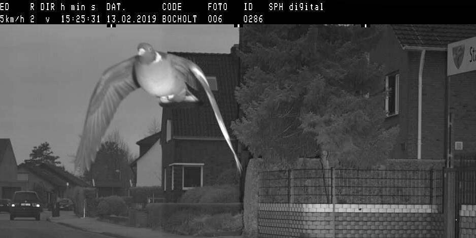 excès de vitesse d'un pigeon en Allemagne