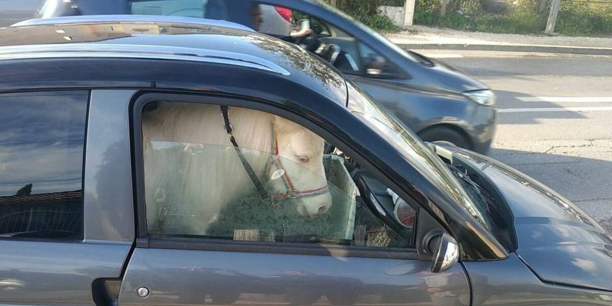 voiture sans permis