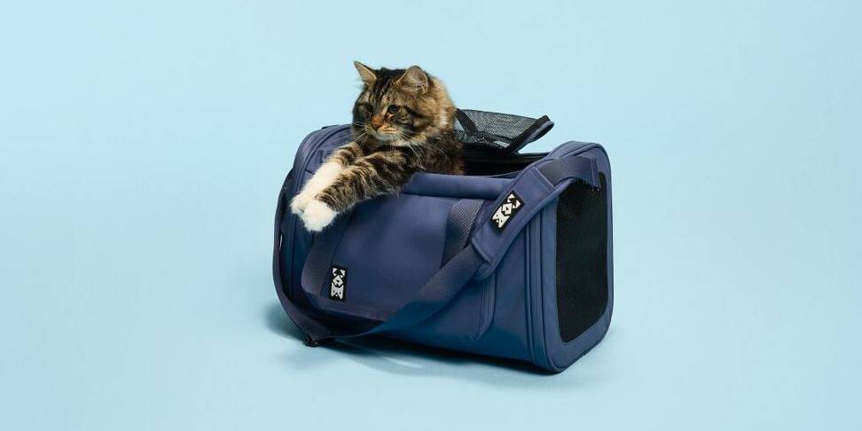 Collection Chat & Chien Renault animaux de compagnie