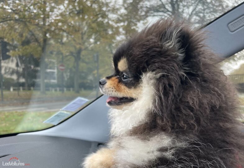 Peugeot e-5008 Dog Edition Concept chien voyage voiture
